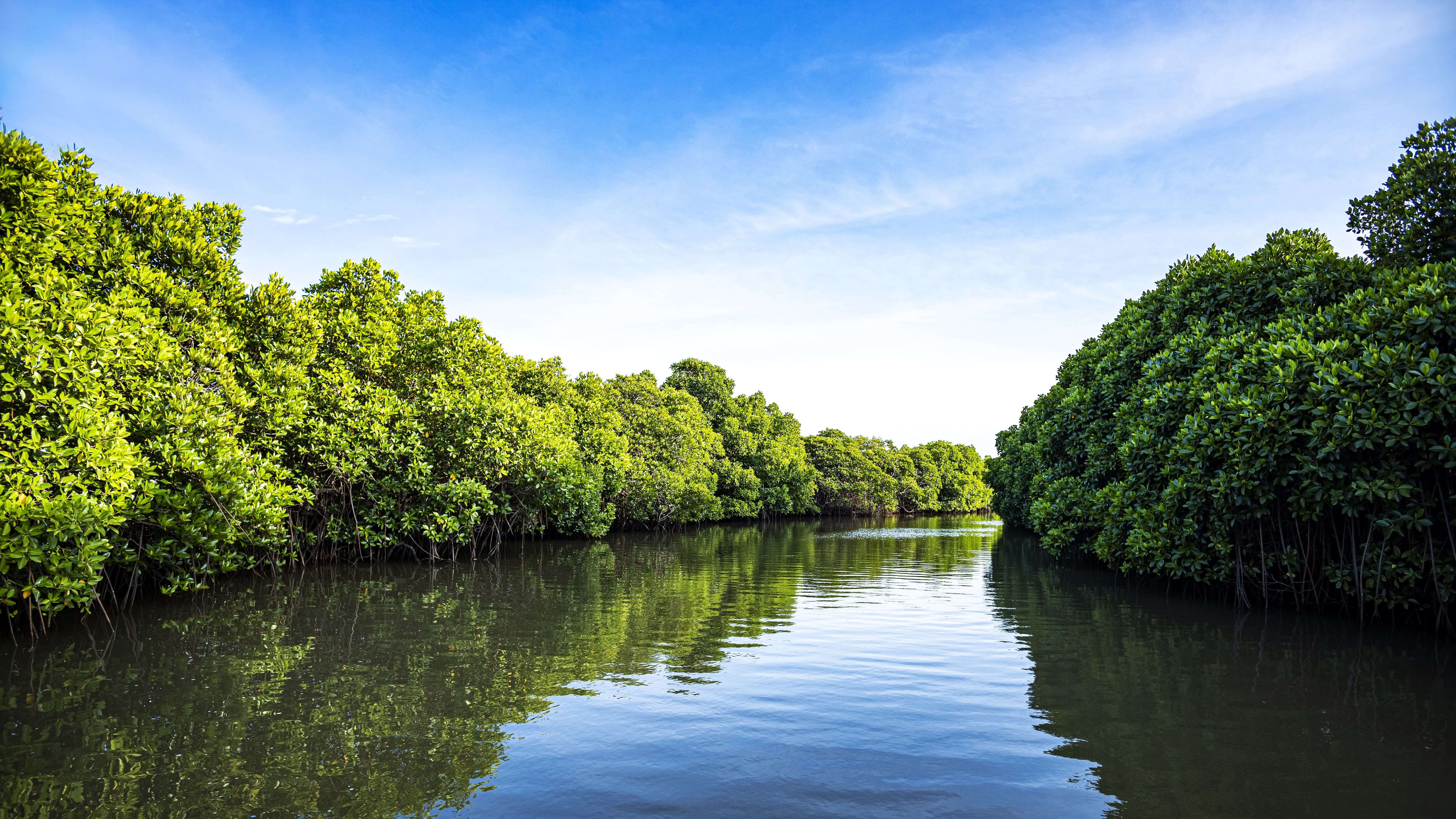 pichavaram mangrove